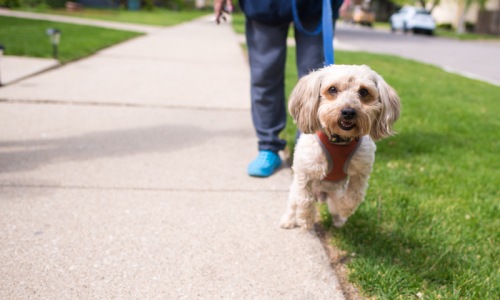 a man walking his dog